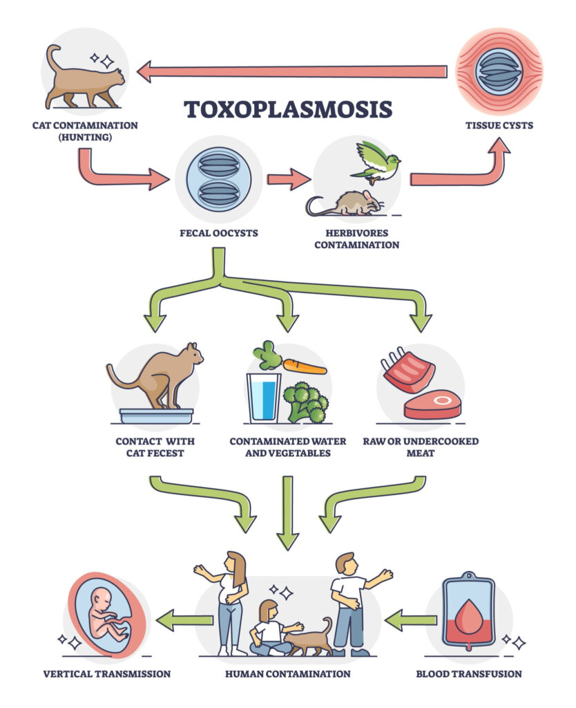 an illustrated diagram showing how taxoplasmosis can be transferred from cats to humans