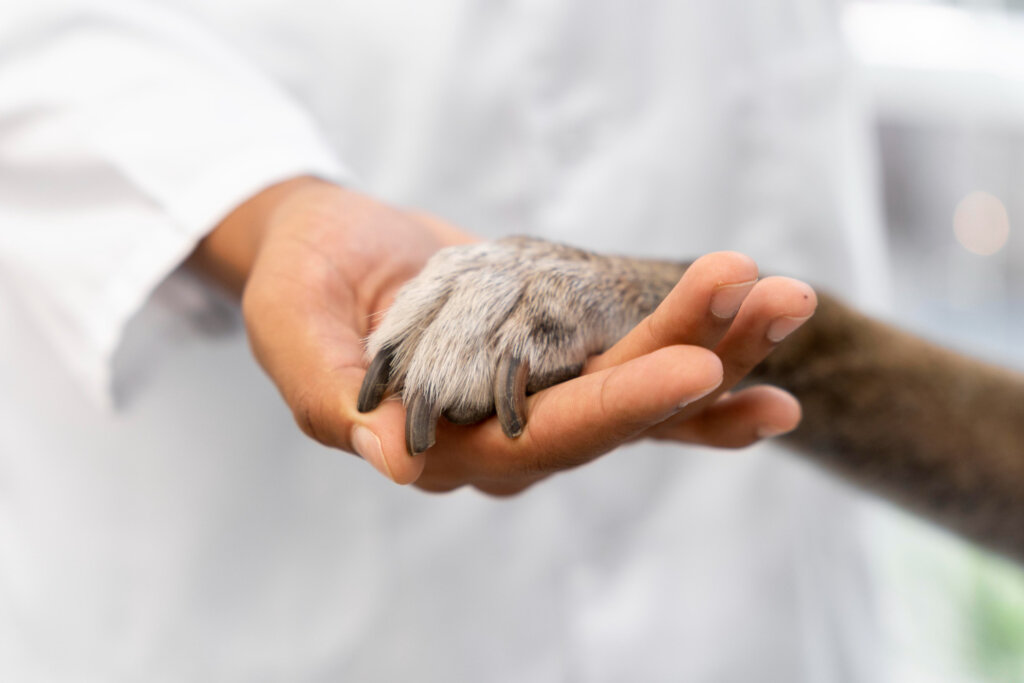 veterinarian holding a dogs paw