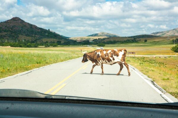 cow in the road