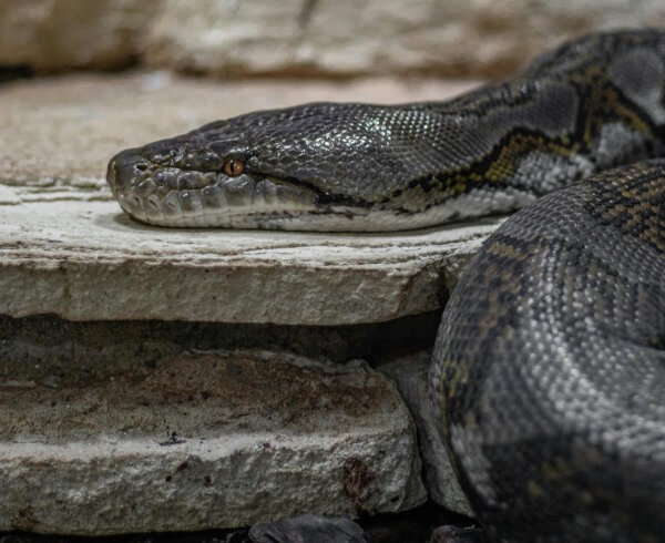 Giant exotic python.