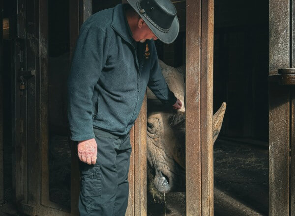 A zookeeper, petting a rhinoceros.