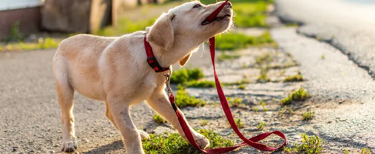 small dog biting red leash in DC