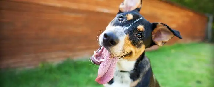 small dog with mouth open in Northern Virginia